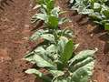 Tobacco field affected by heat stress