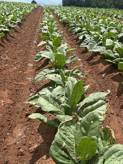 Tobacco field affected by heat stress