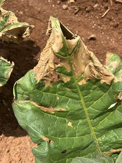 Tobacco leaf with a burned tip