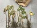 Photo of multiple soybean plants showing root systems