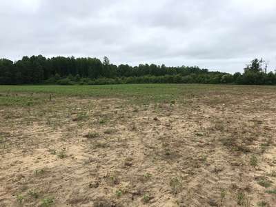 Broad photo of soybean field showing patchy areas
