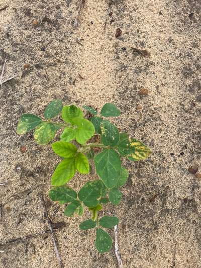 Up-close photo of soybean plants showing yellowing of leaves