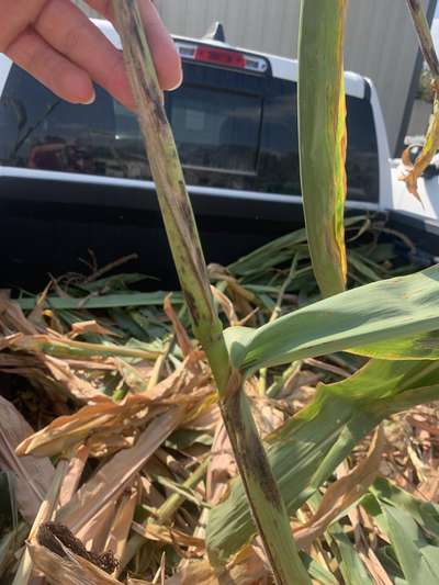 Closeup of the blackening affecting the stem