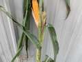 Corn affected by blackening