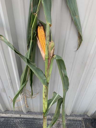 Corn affected by blackening