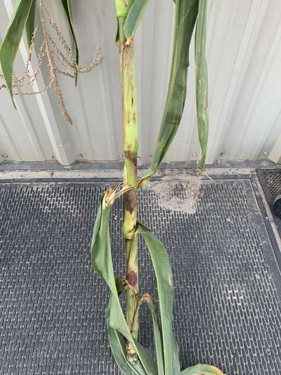 Closeup of the blackening affecting the stem of the corn plant