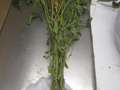 Soybean plant