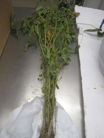 Soybean plant