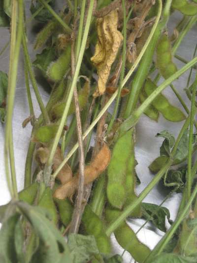 Soybean close-up