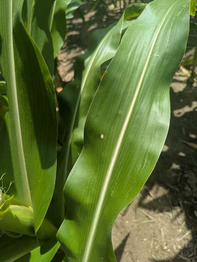 Corn leaf with one tan spot