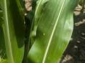 Corn leaf with one tan spot