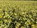 Affected soybean field