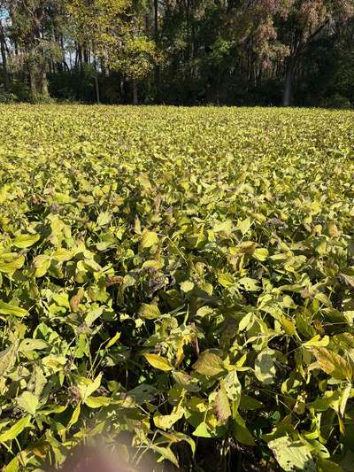 Affected soybean field
