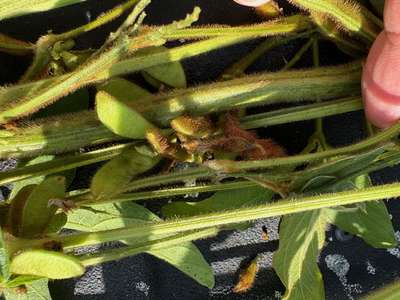 Small, brown soybean pod