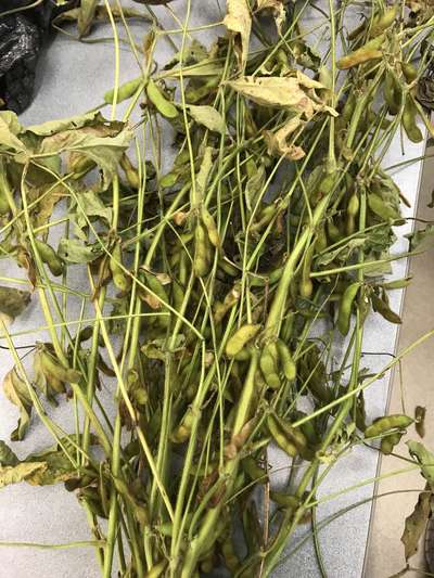 Soybean plant
