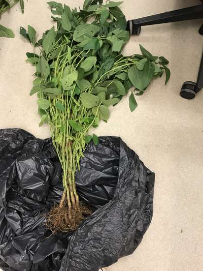 Soybean plant