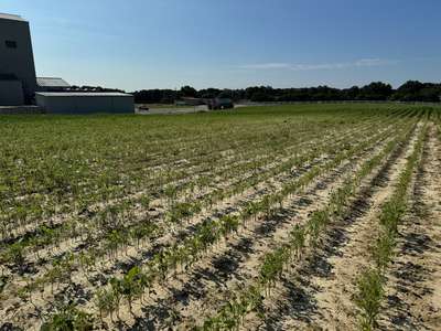 Broad photo of a soybean field showing heavy deer pressure