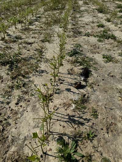 Up-close photo of multiple soybean plants eaten at stems and leaves.