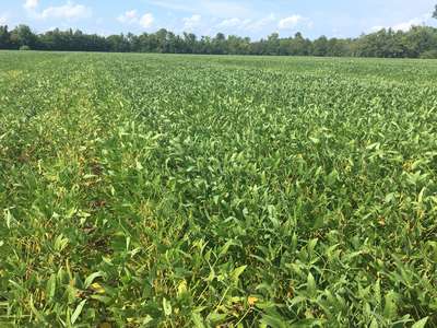 Soybean field
