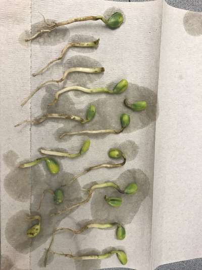 Soybeans