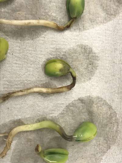 Soybeans