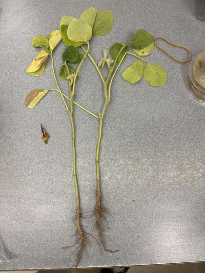 Soybean plant