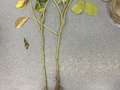 Soybean plant