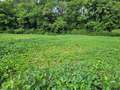 Affected field