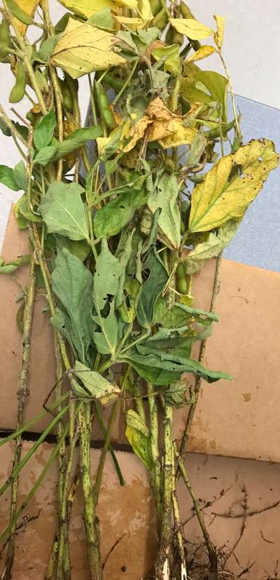 Soybean plant