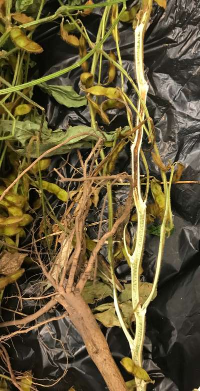 Soybean stem