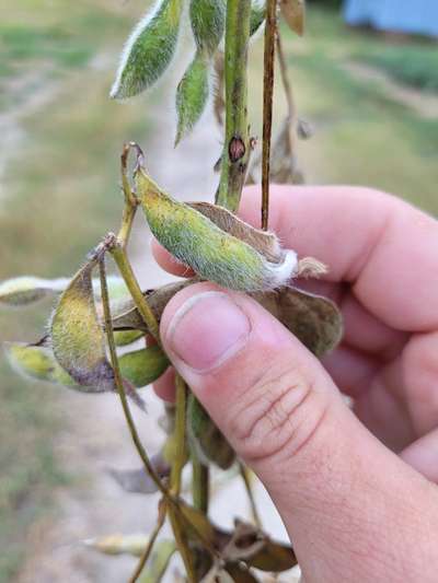 Soybean plant
