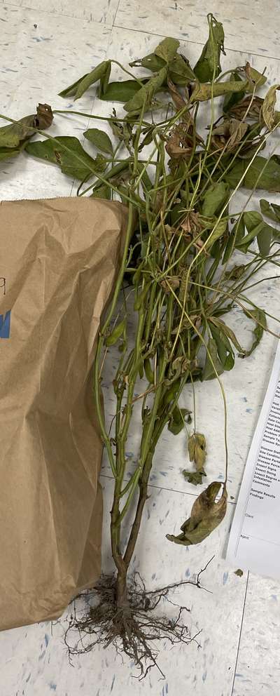 Soybean sample as it was received by clinic