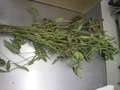 Soybean sample as it was received by clinic
