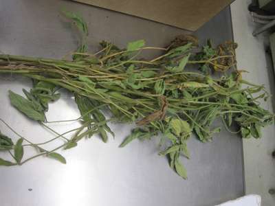 Soybean sample as it was received by clinic