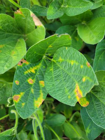 Soybean leaves