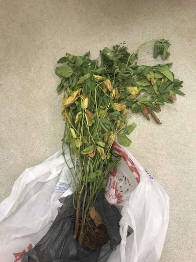 Soybean plant