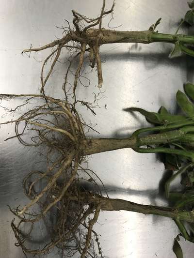 Soybean roots