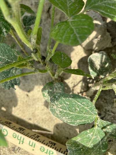 Up-close photo of a soybean plant with kudzu bugs along the stem.
