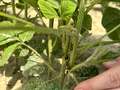 Up-close photo of a soybean plant with kudzu bugs along the stem.