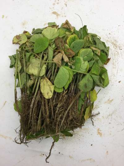 Soybean plant