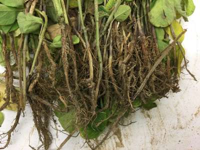 Soybean roots