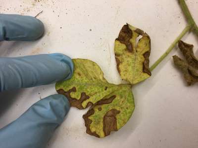 Soybean leaves