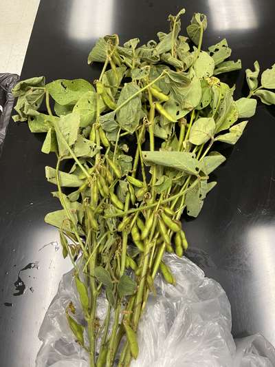 Soybean sample as received by the clinic