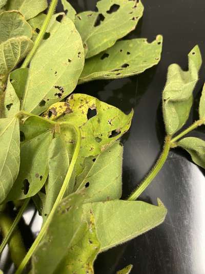 Soybean leaves with spots