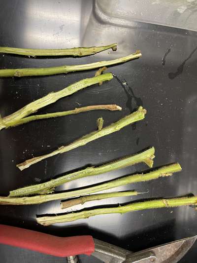 Soybean stems split in half lengthwise