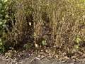 Broad photo of multiple soybean plants with bright green stems and mature pods
