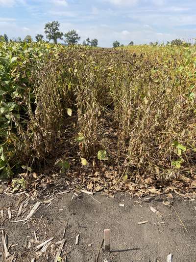 Broad photo of multiple soybean plants with bright green stems and mature pods