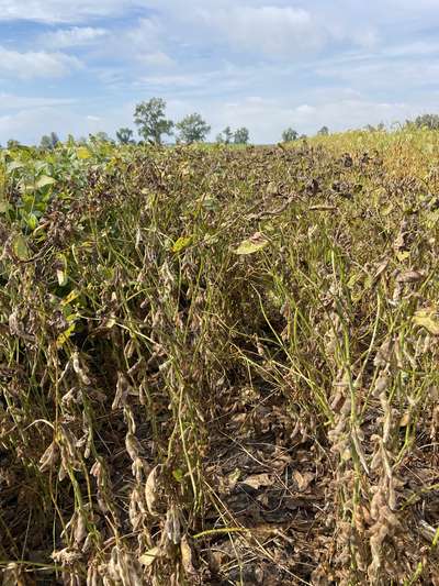 Broad photo of multiple soybean plants with bright green stems and mature pods
