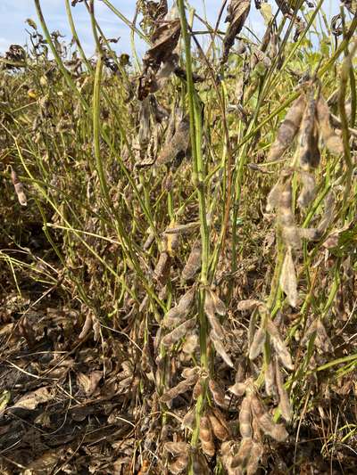 Up-close photo of soybean plants with bright green stems and mature pods