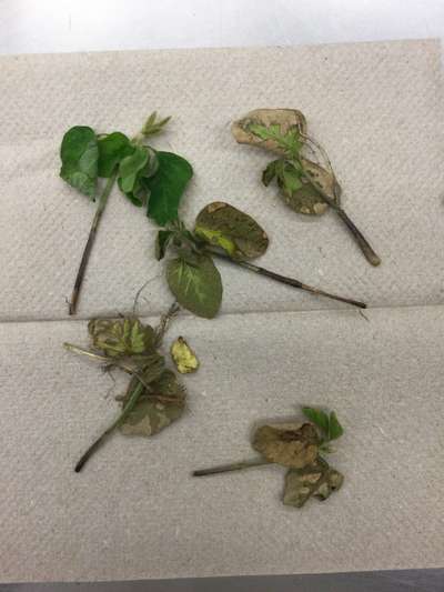 Soybean leaves